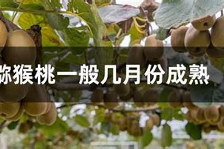 猕猴桃用什么肥料好