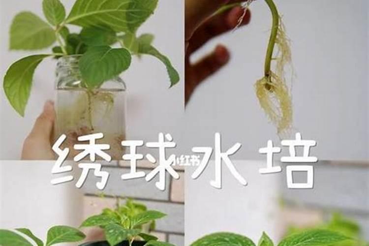 春季什么时候给绣球花施水溶肥？