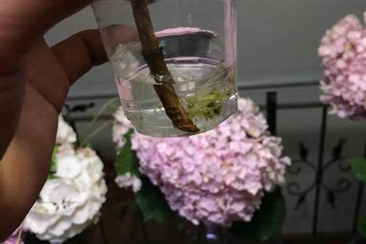 绣球花施花多2号施叶片好还是灌根好？