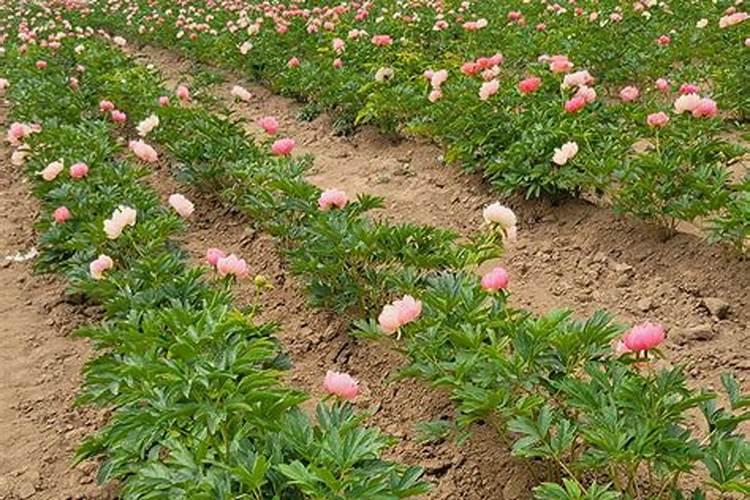 芍药苗前期所需肥料一亩地标准用量是多少？