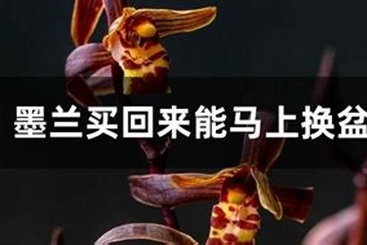 四冠拌种剂里都含什么成分,拌种剂有哪些