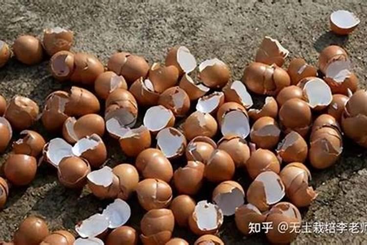 什么花用磷肥