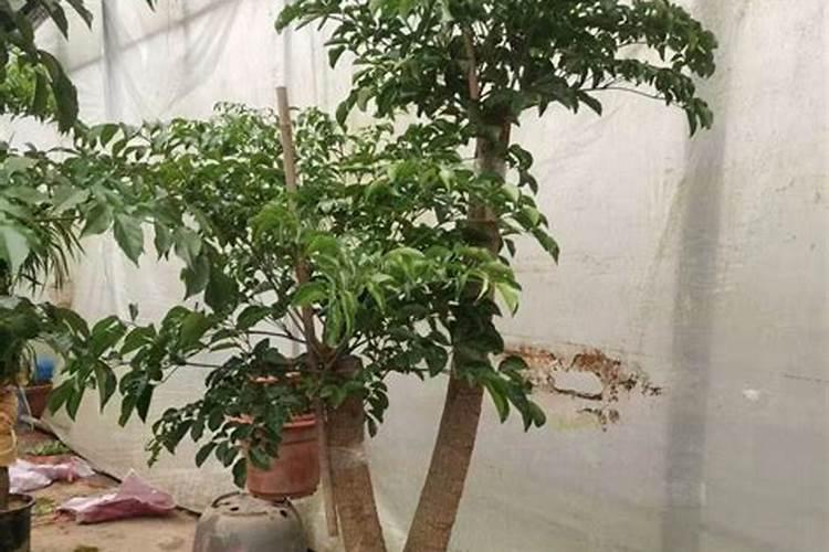 幸福树秋天怎么浇水施肥