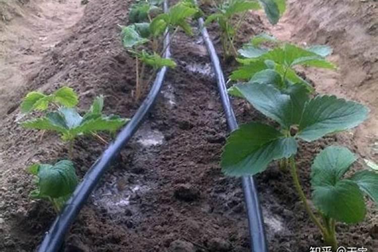 草莓苗种植多久能施肥 草莓苗什么时候施肥