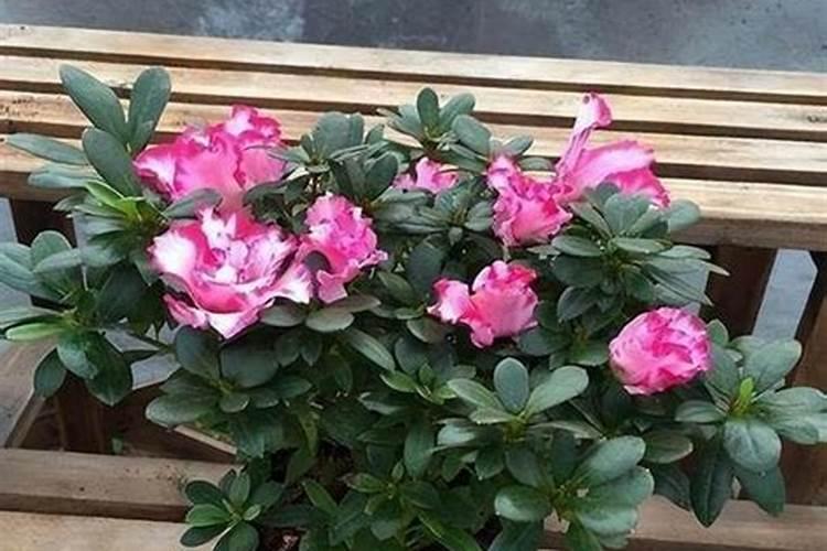 杜鹃花如何保养