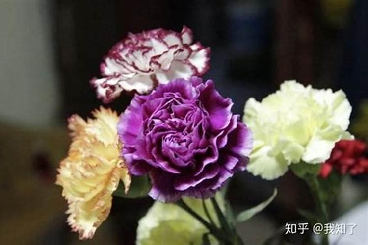 康乃馨怎么施肥能促使开花