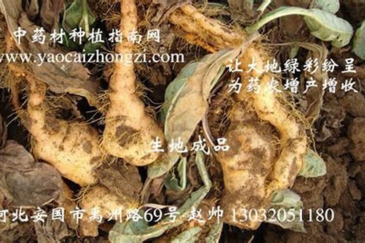 生地生长需要什么条件
