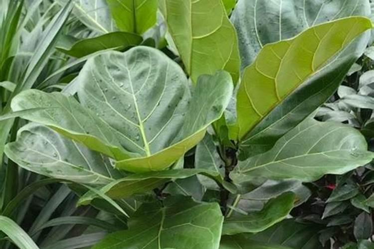 琴叶榕怎么施肥