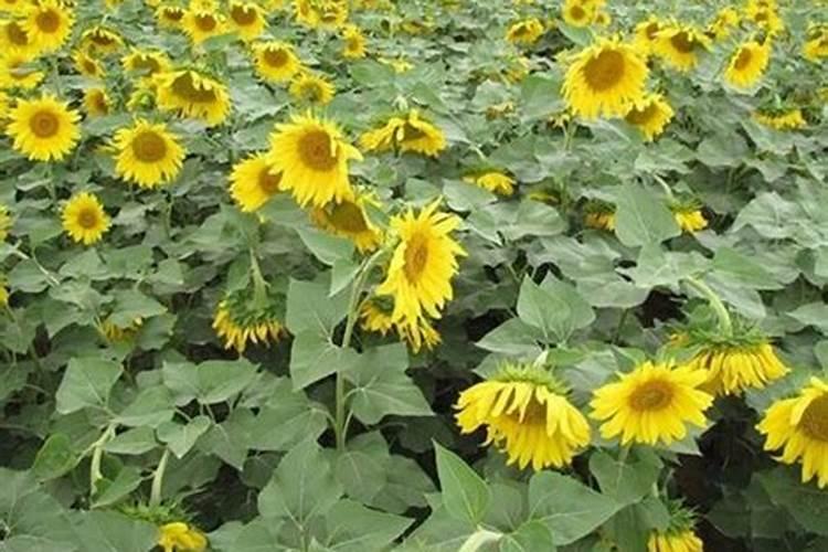 向日葵是什么时候种植的？如何栽培管理才能获得高产？