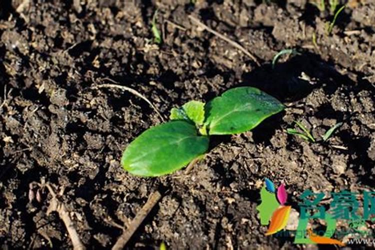 复合肥可以种菜吗？