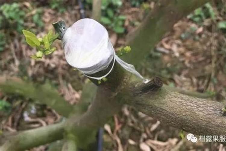 柑橘苗嫁接时间和管理 柑橘嫁接后怎么管理