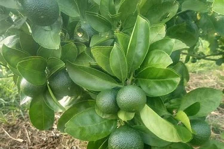 柑橘氮肥过量叶片厚大怎么办？