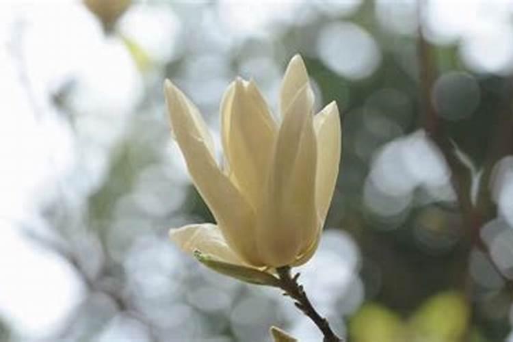 白玉兰花怎样养殖技术