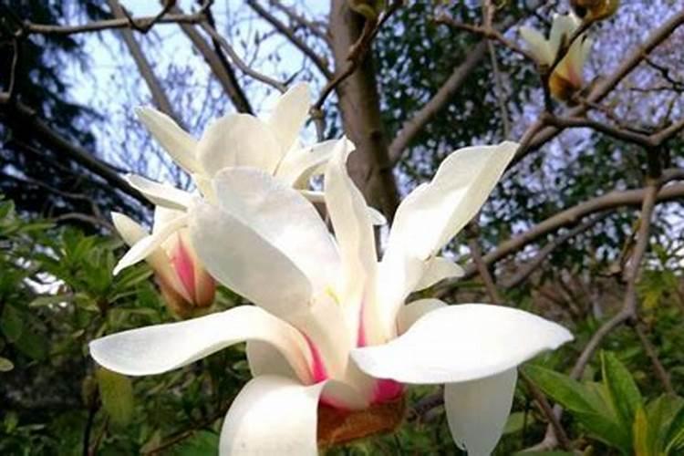 白兰花施什么肥？