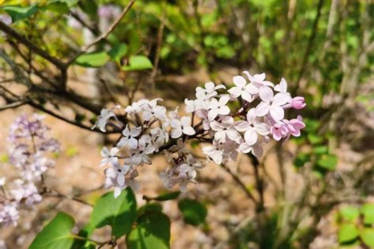 盆栽丁香花施什么肥(丁香花怎么施肥)