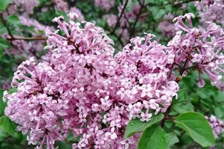 丁香怎么施肥(丁香花盆栽的养殖方法和注意事项)