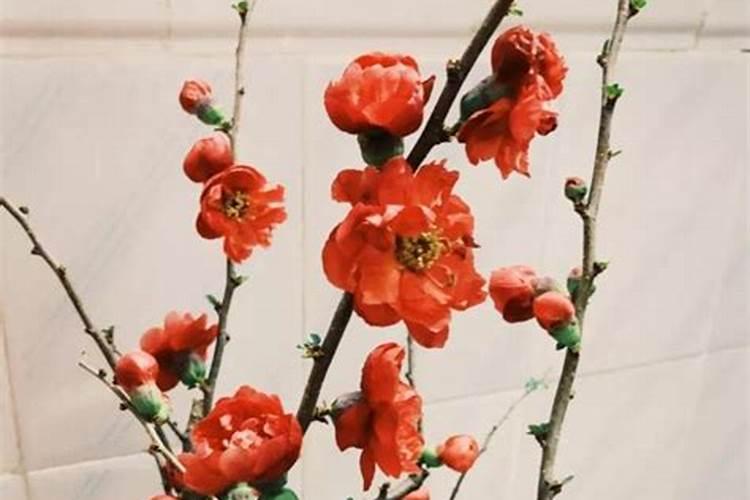 盆栽梅花多久浇一次水(盆栽梅花应怎样施肥与浇水)