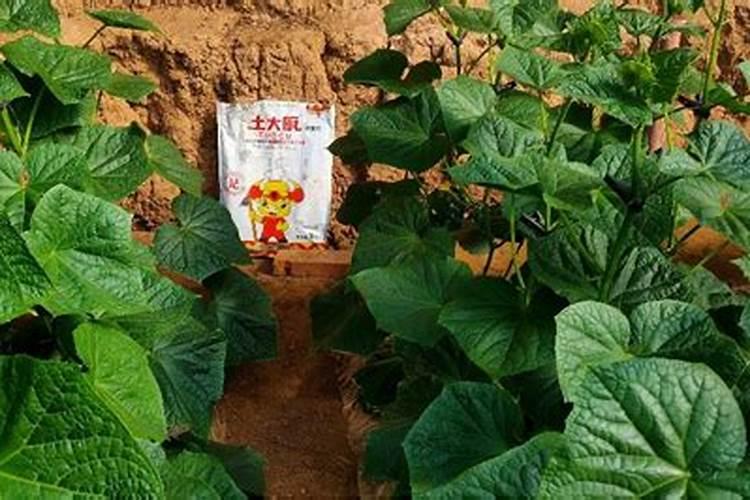 黄瓜追肥用什么肥料好
