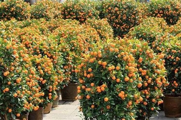 金桔落花后能喷叶面肥磷酸二氢钾吗视频？