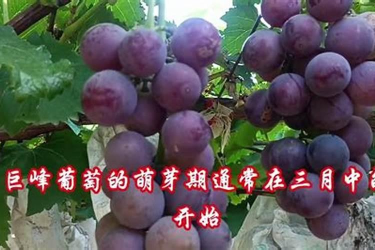 巨丰葡萄上色期可不可以施浇则所里的粪氺？