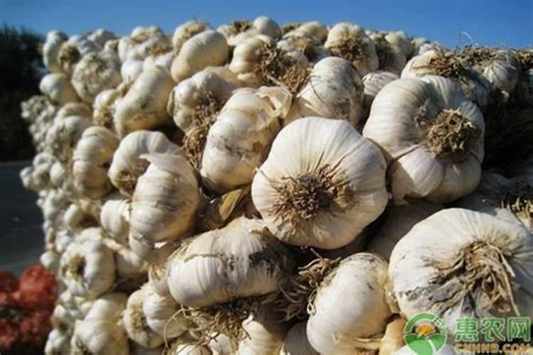 大蒜优质高产栽培新技术 大蒜施肥方法
