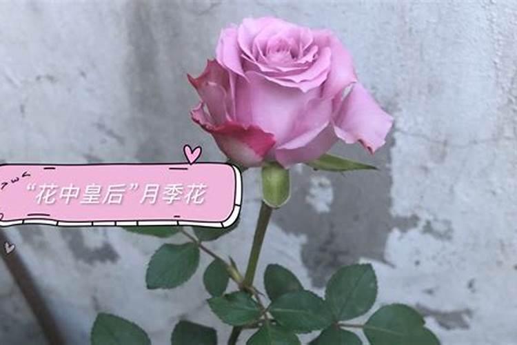 月季花浇了硫酸亚铁和多久可以施肥