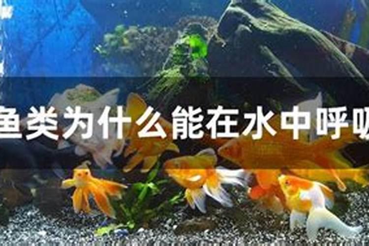 海藻鱼蛋白水溶肥后期能用在大姜上面吗