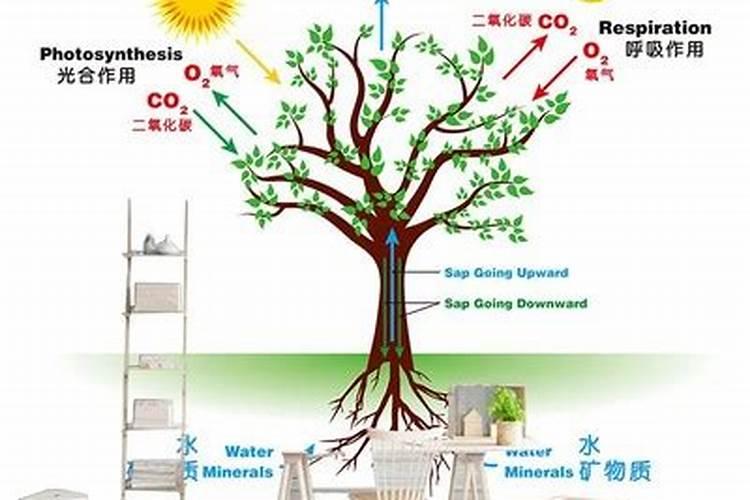 双氰胺对植物作用
