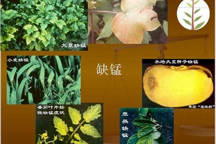 什么产品能同时长效的解决各种作物的缺素症问题？