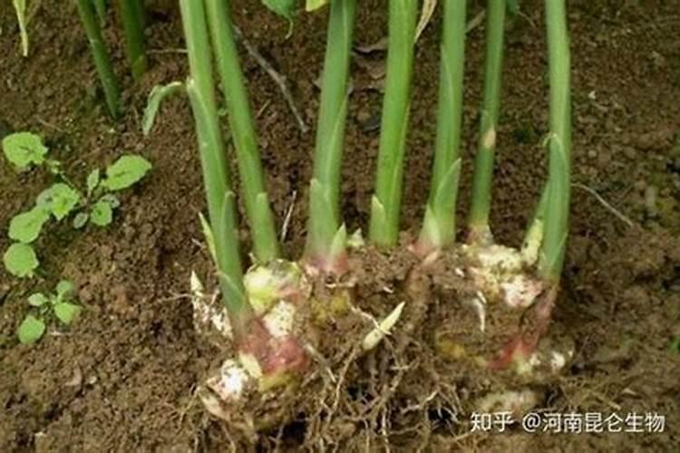 广东东青树底部被土埋得多了,很容易烂树皮是怎么回事？