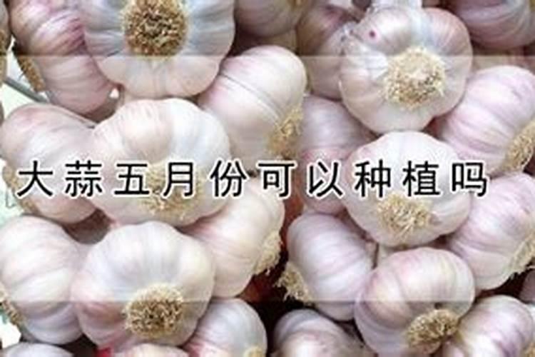 大蒜抽苔期追肥追什么化肥