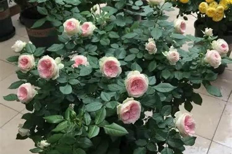 如何给月季花施肥