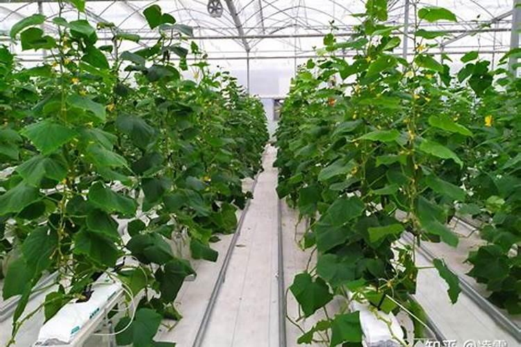 黄瓜开花后能不能施肥