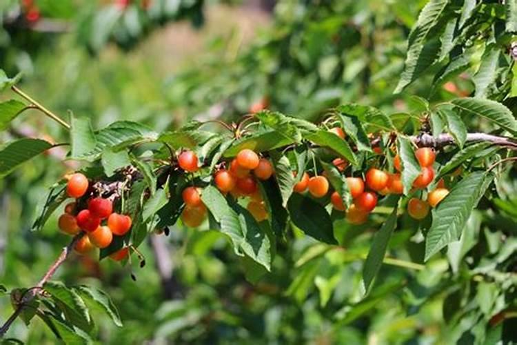 樱桃树什么季节施肥最好？？？施什么肥料？？