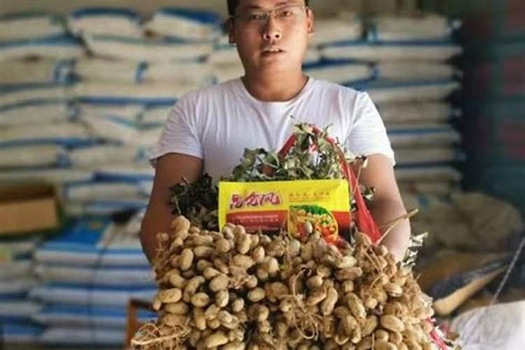 种植花生适合施用什么肥料