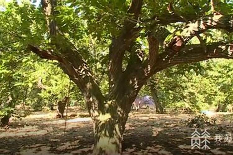 怎样确定板栗的施肥量