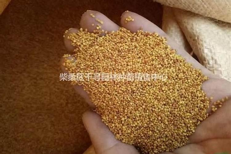 硼肥在杨梅膨果时期能增加种子的饱满度吗 硼肥怎么施效果好