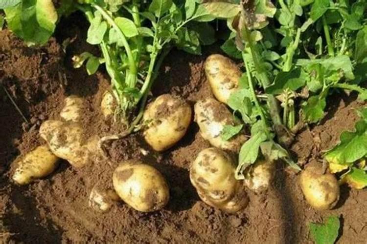 种植土豆用什么肥料最好