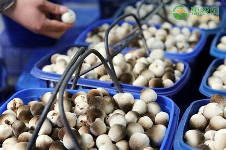 玉米地麦苗用什么药打好？急,急