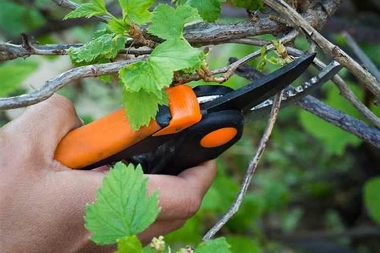 连阴天水果怎增甜