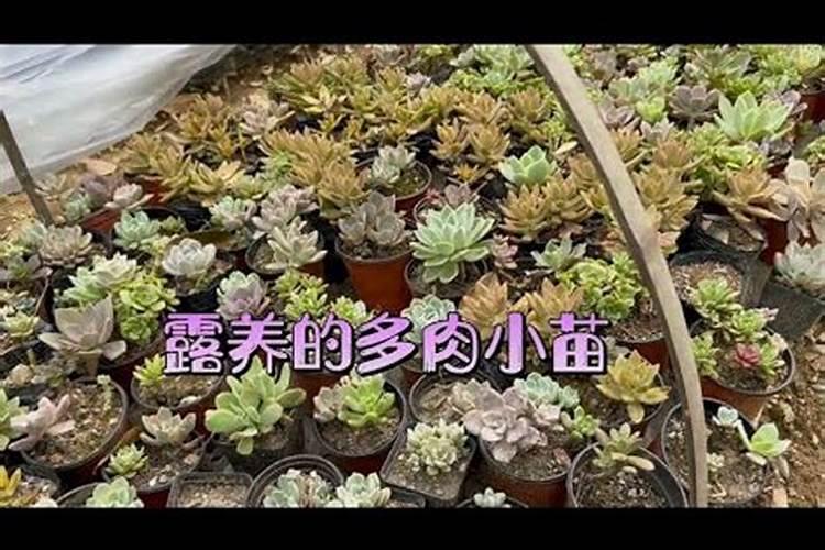 颗粒控释肥适合多肉吗？