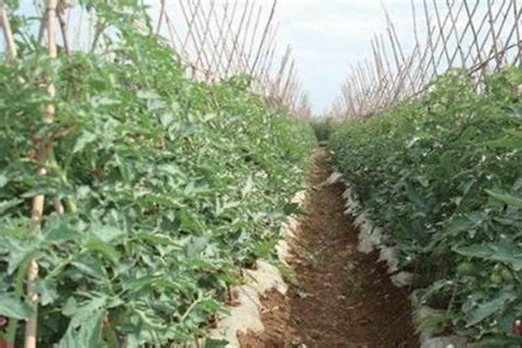 西红柿的种植与预防病虫害