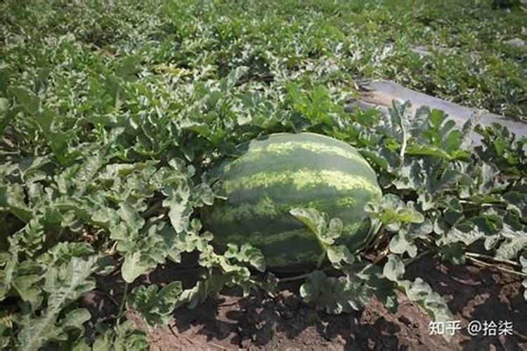 西瓜追肥用什么肥料 西瓜的种植方法