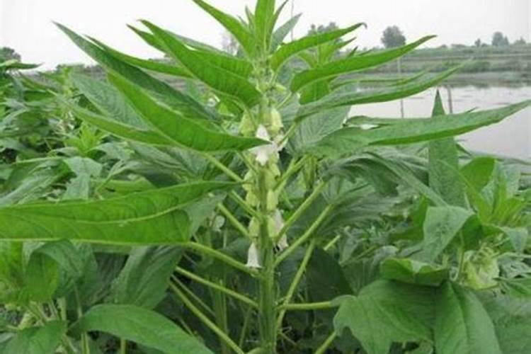 对芝麻怎样确定氮肥用量？