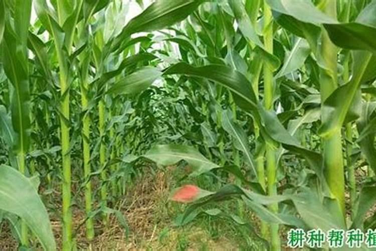 玉米一次性施肥氮磷钾怎么配合