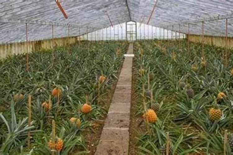 菠萝施什么肥最好