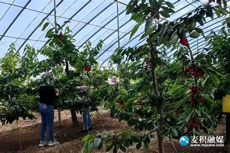 冬季暖棚樱桃如何预防萌芽不整齐,花少花弱？