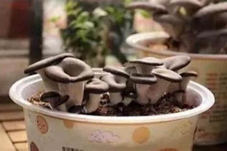 蘑菇种植需要哪些肥料