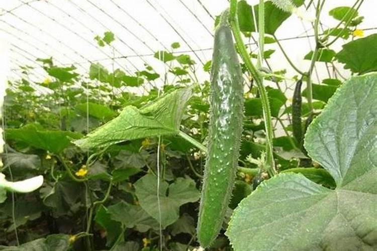 黄瓜座果期用哪种水溶肥效果好？黄瓜保花保果用什么肥料？