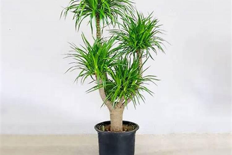 血龙树的养殖方法 不要浇水过多